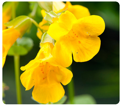 mimulus